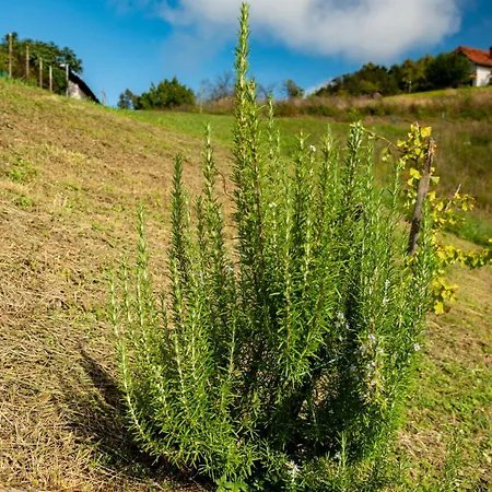 Zidanica Sredi Dolenjskih Gricev - V Gaj Holiday home