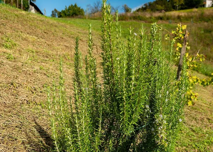 Zidanica Sredi Dolenjskih Gricev - V Gaj Casa vacanze