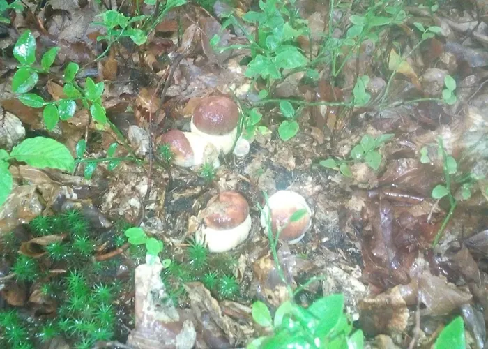 Zidanica Sredi Dolenjskih Gricev - V Gaj Casa vacanze *