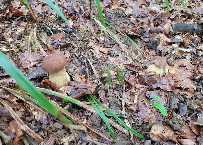 Zidanica Sredi Dolenjskih Gricev - V Gaj