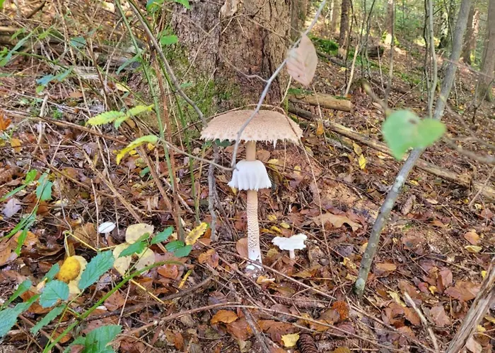 Casa vacanze Zidanica Sredi Dolenjskih Gricev - V Gaj *