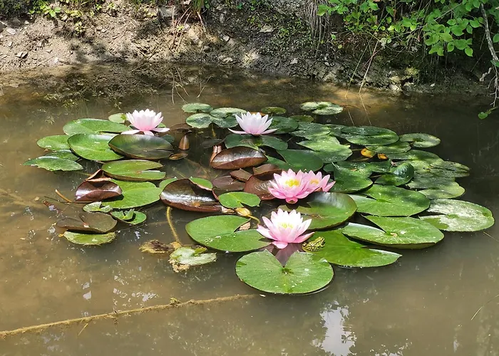 Zidanica Sredi Dolenjskih Gricev - V Gaj